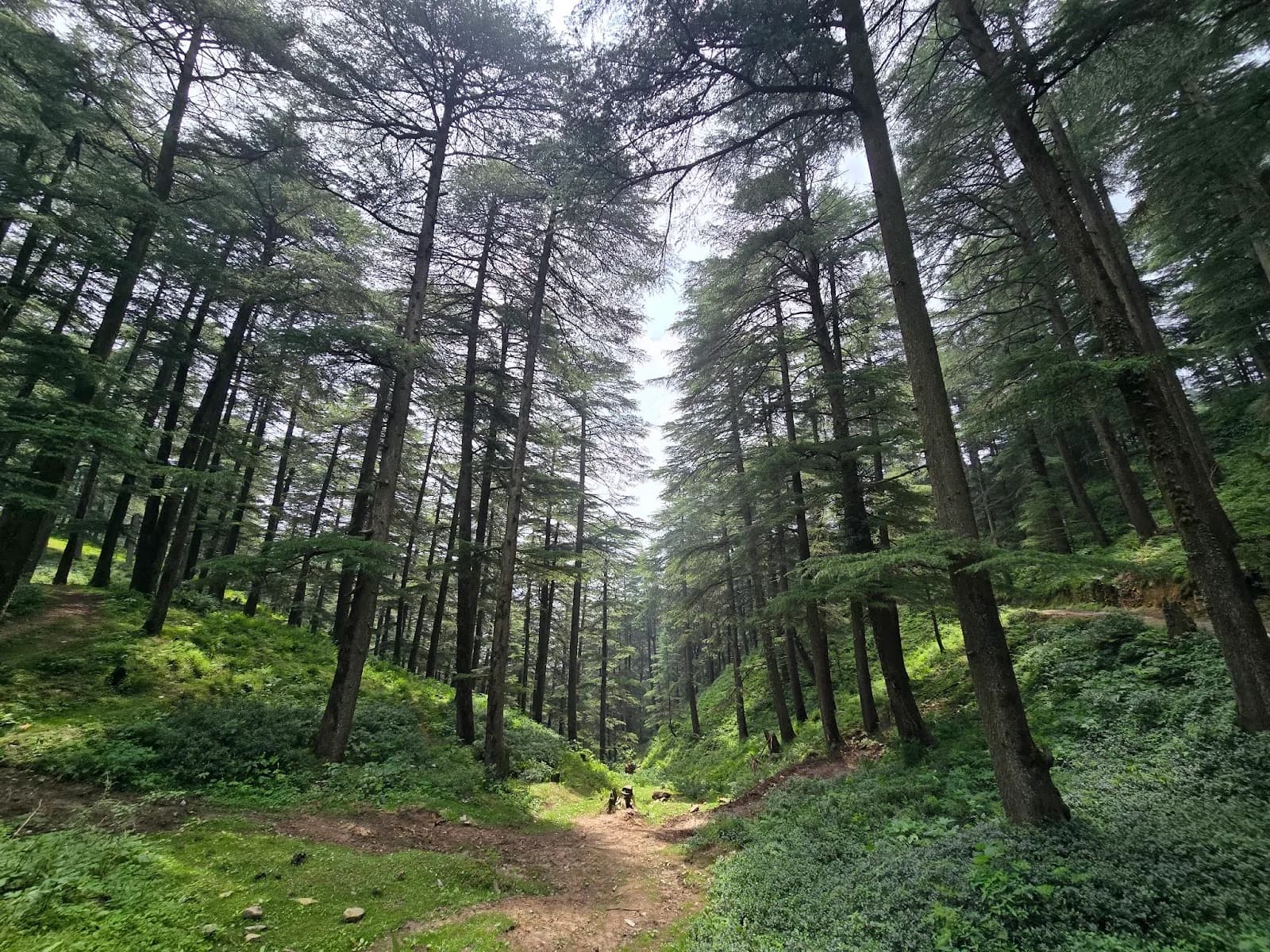Shimla to Chail Heritage Trail Trek — Detailed Guide & Resources