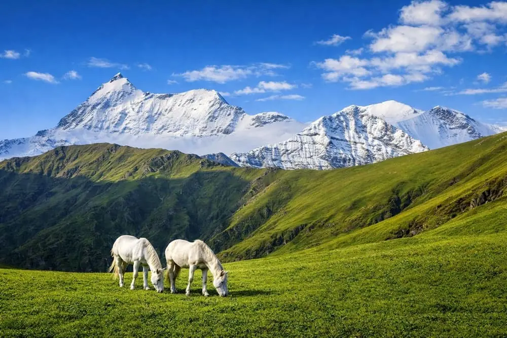 Himalayan Meadows